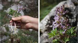 Kazgagası (Corydalis) Bitkisi