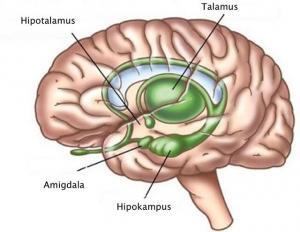 Hipokampus Nedir, Görevleri ve İşlevleri Nelerdir?