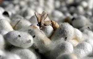 Serrapeptaz (Serrapeptase) Nedir?