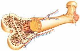 Osteokalsin'in Tanımı, İşlevi ve Sağlığa Etkileri