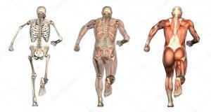 Osteokalsin'in Tanımı, İşlevi ve Sağlığa Etkileri