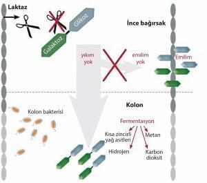 Laktoz İntoleransı Hakkında Bilinmesi Gerekenler