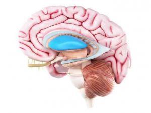 Bazal Ganglion Felci