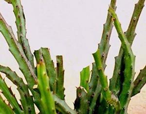 Caralluma Fimbriata Nedir?