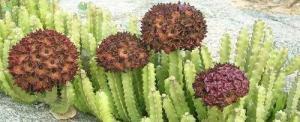 Caralluma Fimbriata Bitkisinin Sağlık Açısından Faydaları