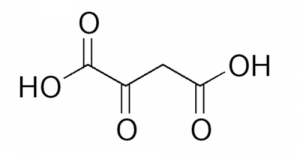 Oksaloasetat (Oxaloacetate) Nedir?