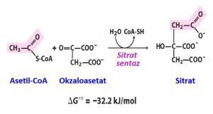Oksaloasetat (Oxaloacetate) Nedir?