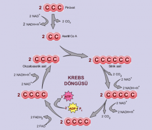 Oksaloasetat (Oxaloacetate)'ın Sağlık Açısından Yararları