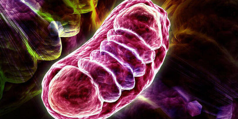 Mitokondrinin Yapısı ve İşlevi