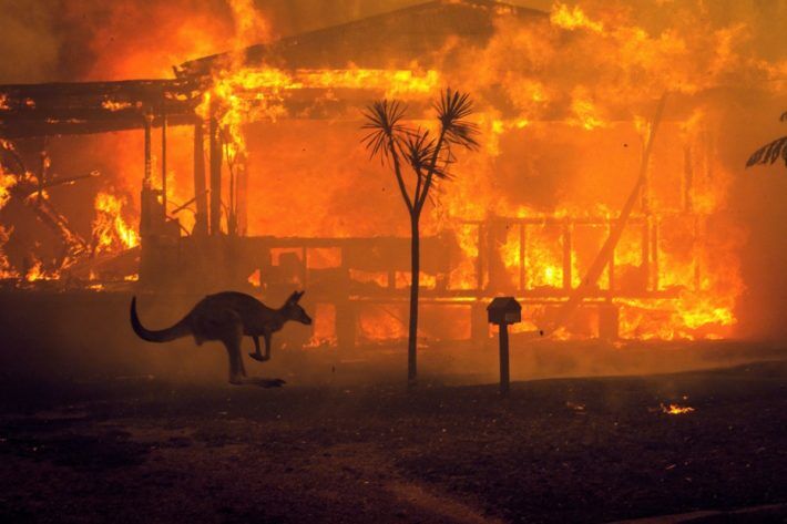 Yangınlar: İklim Değişikliği ve Ormansızlaşma Küresel Riski Artırıyor