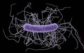 Clostridium Difficile Enfeksiyonu Hakkında Bilinmesi Gerekenler