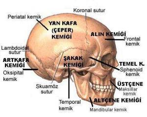 Temporal Kemik Nedir?