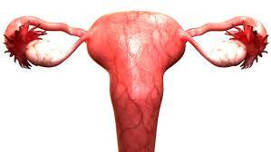 Endometrial Kalınlık Nedir? Belirtileri ve Tedavi Şekilleri Nelerdir?