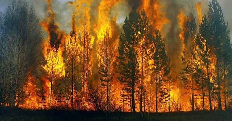 Orman Yangınlarının Çıkış Sebepleri, Etkileri ve Yönetimi