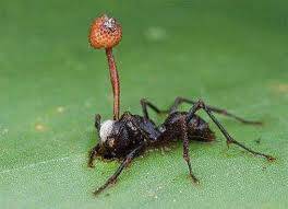 Kordiseps (Cordyceps) Nedir?
