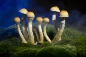 Psilosibin Nedir?