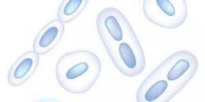 Klebsiella Pneumoniae Nedir?