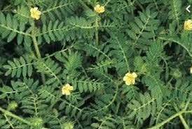 Demir Dikeni (Tribulus) Nasıl Bir Bitkidir?