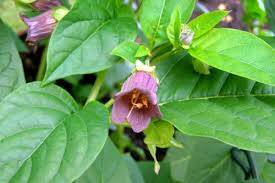 Güzelavrat Otu (Homeopatik Belladonna) Nedir?