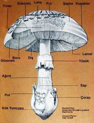 Kültür Mantarları ve Beslenmedeki Yeri