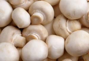 Kültür Mantarları ve Beslenmedeki Yeri