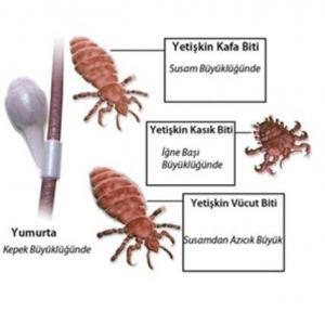 Cinsel Yolla Bulaşan Hastalıklar (CYBH) Hakkında Bilinmesi Gerekenler