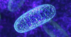 Mitokondriyal İşaretleyiciler (Krebs Döngüsü Metabolitleri)