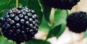 Eleuthero (Sibirya Ginseng) Nasıl Bir Bitkidir?
