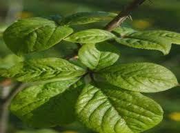 Eleuthero (Sibirya Ginseng) Nasıl Bir Bitkidir?