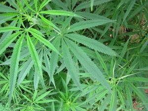 CBD Nedir? CBD Yağı Kaygıyı Azaltabilir mi?
