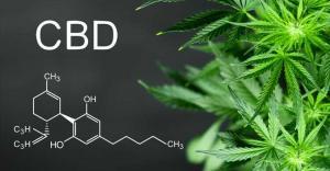 CBD Nedir? CBD Yağı Kaygıyı Azaltabilir mi?