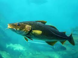Morina Balığı Karaciğerinin Yağı: Bileşenleri, Sınırlamaları ve Dozajı
