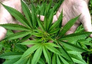 Cannabidiol (CBD) Nedir, Esrardan Farkı Var mıdır?