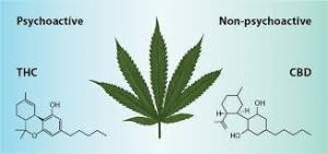 Cannabidiol (CBD) Nedir, Esrardan Farkı Var mıdır?