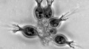 Holobiont Nedir?