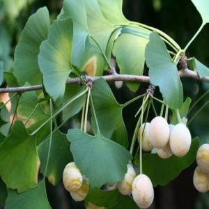 Ginkgo Biloba Nedir? Sağlık Açısından Kanıtlanmış Faydaları Nelerdir?