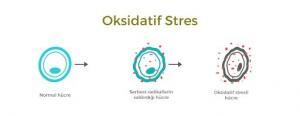 Oksidatif Stres Nedir, Serbest Radikallerin Sağlığa Etkisi Var mıdır?