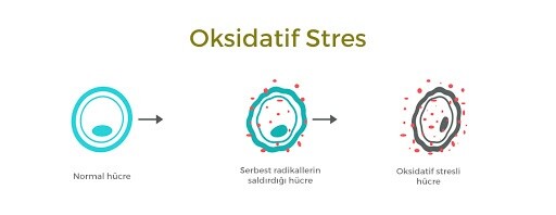 oksidatif stres nedir serbest radikallerin sagliga etkisi var midir bilgiustam