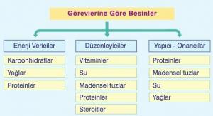 Proteinin Önemi Nedir, Yaş Gruplarına Göre Ne Kadar Protein Alınmalıdır?