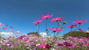 Baharda Sıcaklıkların Artması Koronavirüs Salgınını Yavaşlatır mı?