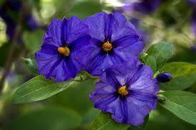 Kristal Viyolen'in (Gentian Violet)  Sağlık Açısından Faydaları