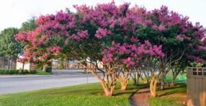 Banaba Yaprağı Nedir, Sağlık Açısından Faydaları Nelerdir?
