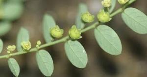 Chanca Piedra (Amla) Nedir?