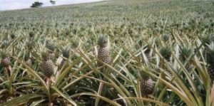 Bromelain Nedir, Bileşenleri ve Yan Etkileri Nelerdir?