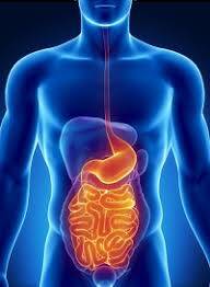 Bifidobakteri (B.Animalis) Nedir?