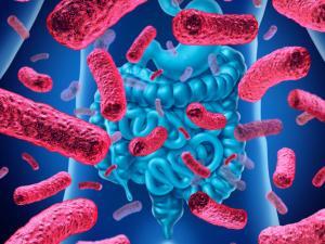Bifidobakteri (B.Animalis) Nedir?