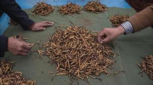 Koronavirüs ile Mücadele Kordiseps Yardımcı Olabilir mi?