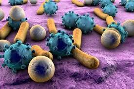 L. Acidophilus Nedir, Sağlık Açısından Faydaları Nelerdir?