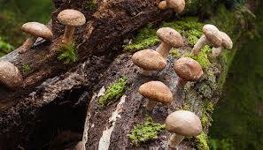 Koronavirüs ile Mücadelede Shiitake Mantarları Yardımcı Olabilir mi?