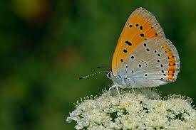 Büyük Bakır Kelebeği (Lycaena Dispar)